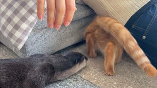 カワウソさくら 猫の尻の匂いが気になるカワウソ otter who can escape by sniffing the cat's bottom