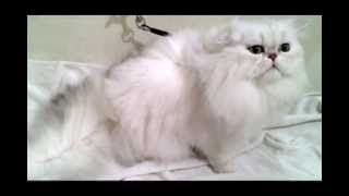 Персидская шиншилла (cattery Snow Dream)
