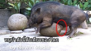 หมูป่าตัวนี้ตัวเดียวของโลกที่ผสมพันธุ์กับก้อนหิน,ที่น่าตื่นตาตื่นใจยิ่งนัก,This wild boar is the