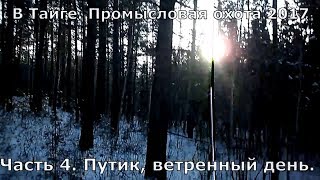 В Тайге. Промысел 2017. Часть 4. Путик, ветреный день.