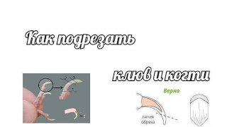 Как подрезать когти и клюв канарейке