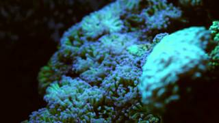 Relaxing video of reef aquarium