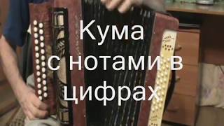 Кума с нотами в цифрах