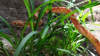 KEDATANGAN ULAR KECIL IMUT DAN BAIK. || CUTE LITTLE SNAKE