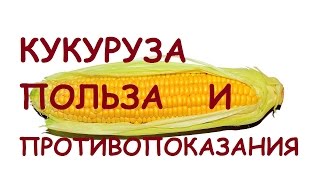 Кукуруза. Польза и вред для здоровья.
