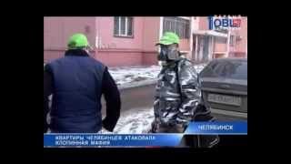 Клопы. Нашествие. Новости ОТВ. SpasiDom.ru