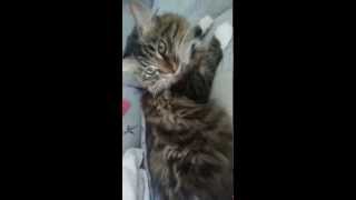 Кот валяется сибирская шкура\Cat lying skin Siberian