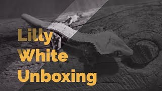 Lilly White Crested Gecko Unboxing