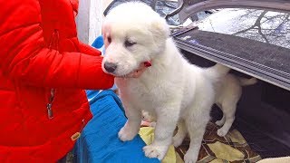 РЫНОК ЖИВОТНЫХ!!! Староконный рынок ОДЕССА / Собачий рынок, Птичий рынок, РЫБКИ / 2 ЧАСТЬ