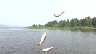 Рыбалка на окуня. Кама. Набережные Челны, Первомайская дамба 22 июля 2016г