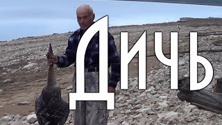 КАК ОЩИПАТЬ ГУСЯ, ДИЧЬ, гусь добытый дядей Толей,