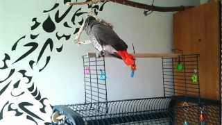Ричи болтает speaking African Greys