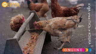 КУРА утка ГУСЬ и КОШКА - Ферма Онлайн