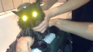 Кот говорит ! Не хочу )))
