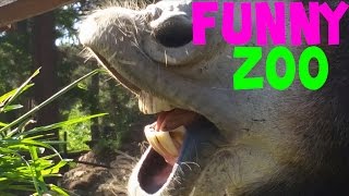 Drôle et mignon Zoo Animals Compilation Juin 2015