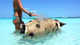 SWIMMING PIGS in Exumas. Bahamas. AMAZING!