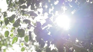 День летнего солнцестояния - Абакан 24