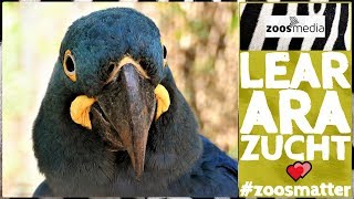 Loro Parque Stiftung: Zucht der LEAR-ARAS ? | zoos.media