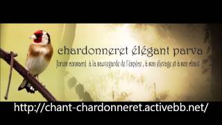 Chant chardonneret foret des planteurs 03