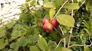 Araza rojo (precosecha)