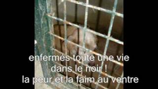 50 000  lévriers galgos et podencos sacrifiés chaque année en espagne