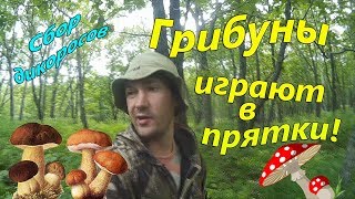 У Нас Грибы Продолжают Ходить в Стороне Тавричанки! Грибы 2018.
