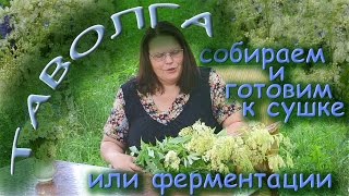 ТАВОЛГА: собираем и готовим к сушке или ферментации