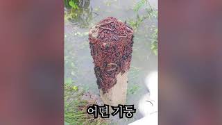 (약혐)섬뜩한 자연의 순간들 PART2
