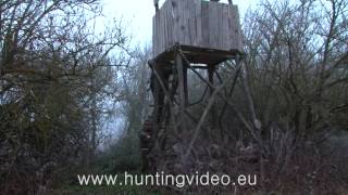 Wild Boar Hunting In Hungary 1 (HD)