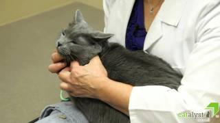The Best Place To Examine a Cat