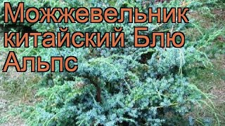 Можжевельник китайский Блю Альпс (blue alps) ? обзор: как сажать, саженцы можжевельника Блю Альпс