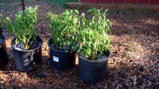 Transplanting Pepper Plants