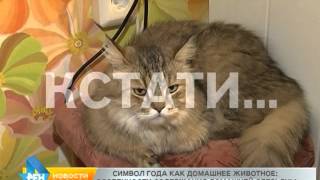 Символ года, как домашнее животное: особенности содержания домашней обезьяны.