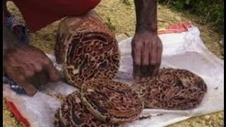 Khasiat Manfaat Sarang Semut Untuk Kesehatan