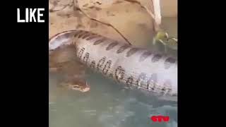 Huge Anaconda snake eats Human whole!