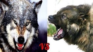 ВОЛКОДАВ VS ВОЛК!!! КТО КОГО???