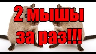 Супер мышеловка из стакана