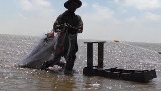 Sông nước Miệt vườn: "Đi mong" Nghề mưu sinh trên biển bãi bồi