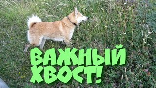 Важный хвост))