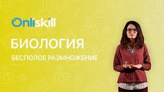 Биология 10 класс : Бесполое размножение