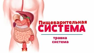 Видео-урок по анатомии. Пищеварительная система / Травна система