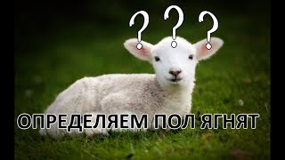 Определяем пол ягнят
