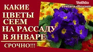 КАКИЕ ЦВЕТЫ СЕЕМ В ЯНВАРЕ ... СЕЕМ ОДНОЛЕТКИ ,МНОГОЛЕТКИ НА РАССАДУ...КАК ПРАВИЛЬНО ПОСЕЯТЬ..