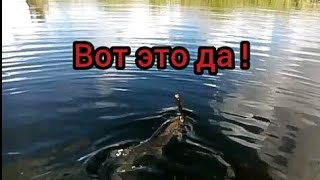 Щука на воблеры!Ловля на самодельные приманки!
