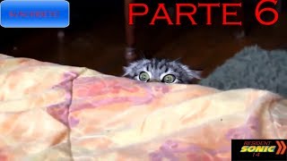 Gatos y Perros Graciosos (Loquendo) Parte 6/9