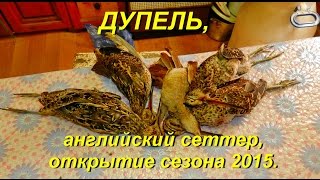 Охота с легавой. Дупель, открытие сезона 2015.