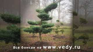 Хвойный бонсай садовый