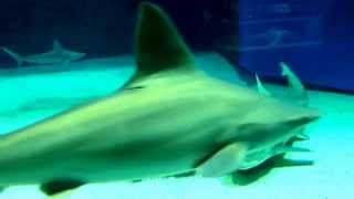 危険ザメの水槽 美ら海水族館