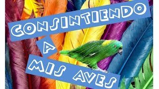 ALIMENTO CASERO PARA MIS AVES /Loros / Cotorros / Periquitos