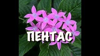 3 ПРАВИЛА для РОСКОШНОГО ПЕНТАСА!